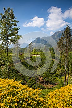 Glenloch tea plantation,Nuwara Eliya, Sri Lanka