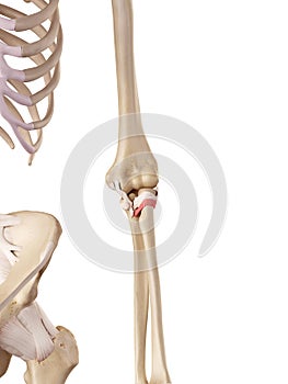 The glenohumeral ligament