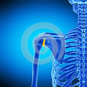 The glenohumeral ligament