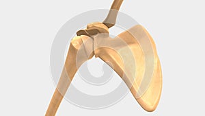 Glenohumeral or Shoulder joint