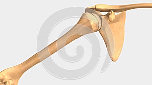 Glenohumeral or Shoulder joint