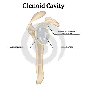 Glenoid cavity. Rendering of the clavicular joint.