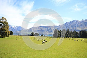 Glenorchy New Zealand