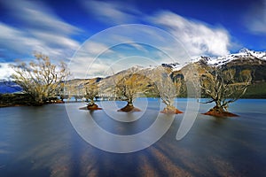 Glenorchy Willows Of Trees