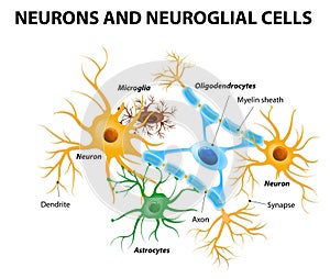 Glial cells in the brain photo