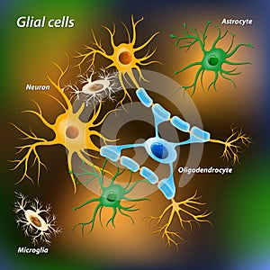 Glial cells photo