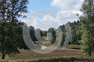 Glider in the Nature reserve Fischbeker Heide, Hamburg â€“ Germany