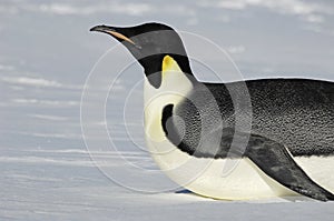 Gliding Antarctic penguin photo