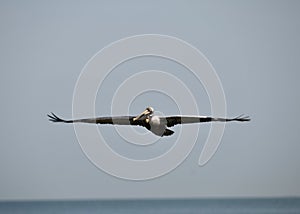 A Gliding Brown Pelican