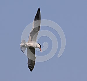 Gliding Caspian Tern
