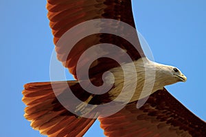 A gliding eagle