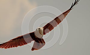 Gliding eagle