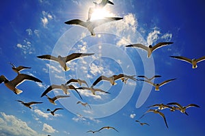 Gliding flock of Seagulls and Sunlight