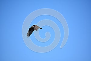 Gliding and Flying Sea Eagle Bird in Flight