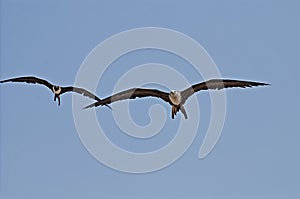 Gliding frigate birds