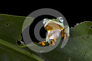 Gliding frog (Rhacophorus reinwardtii) sitting on leaves