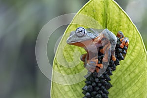 Gliding frog (Rhacophorus reinwardtii) sitting on leaves