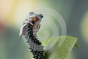 Gliding frog (Rhacophorus reinwardtii) sitting on leaves