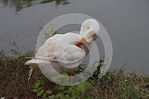 The gliding of the ghostly swans