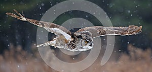 Gliding Great Horned Owl