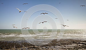 Gliding gulls at Ovingdean Beach, East Sussex, UK