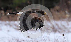 Gliding Harris's Hawk