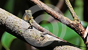 Gliding lizard of Sulawesi, Indonesia