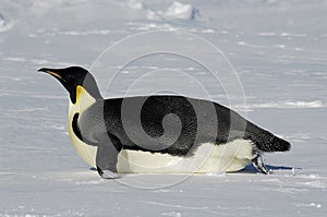 Gliding penguin photo