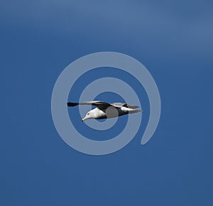 A Gliding Ring-billed Gull