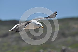 Gliding seagull