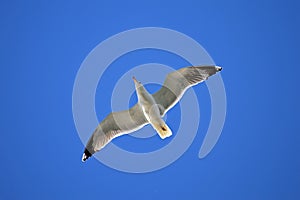 A Gliding Seagull - Sea Bird Flying In Blue Sky Background
