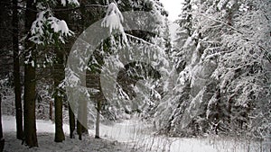 Gliding shot of snowy trees after snowfall in the forest. Exploring beautiful winter landscape. Walking on a cold day outside