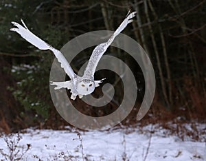 Gliding Snowy Owl