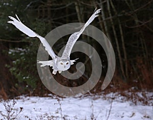 Gliding Snowy Owl photo