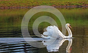 Gliding swan with feathers raised. Displaying.