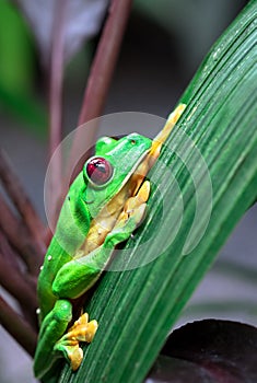 Gliding tree frog Agalychnis spurrelli