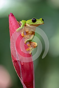 Gliding tree frog Agalychnis spurrelli