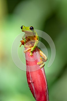 Gliding tree frog Agalychnis spurrelli