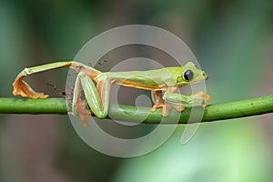 Gliding tree frog Agalychnis spurrelli