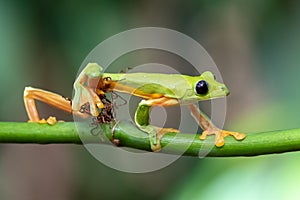 Gliding tree frog Agalychnis spurrelli