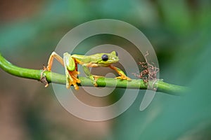 Gliding tree frog Agalychnis spurrelli