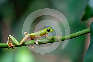 Gliding tree frog Agalychnis spurrelli