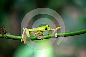 Gliding tree frog Agalychnis spurrelli