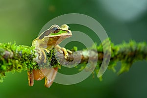 Gliding tree frog Agalychnis spurrelli