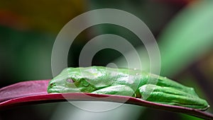 Gliding tree frog Agalychnis spurrelli asleep