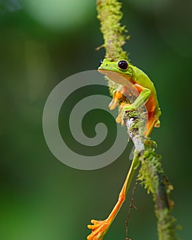 The gliding tree frog Agalychnis spurrelli in Costa Rica.