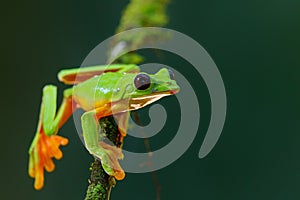 The gliding tree frog Agalychnis spurrelli in Costa Rica.