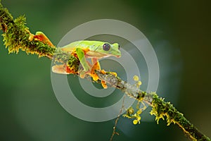 The gliding tree frog Agalychnis spurrelli in Costa Rica.