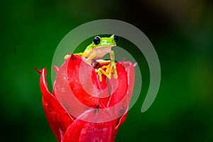 Gliding tree frog Agalychnis spurrelli is a species of frog in family Hylidae. It is found in Colombia, Costa Rica, photo