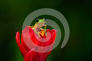 Gliding tree frog Agalychnis spurrelli is a species of frog in family Hylidae photo